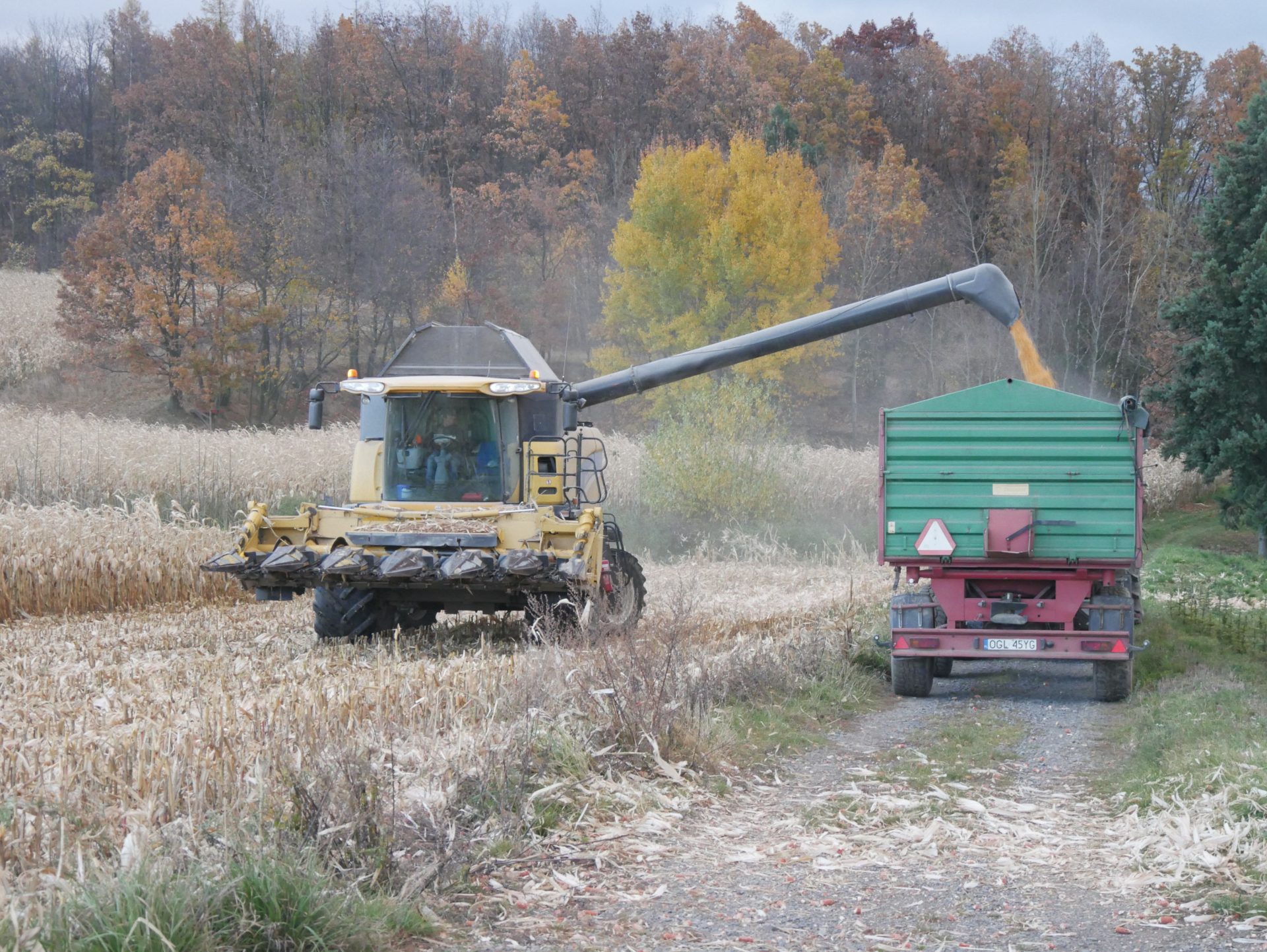 Zbiory kukurydzy na ziarno