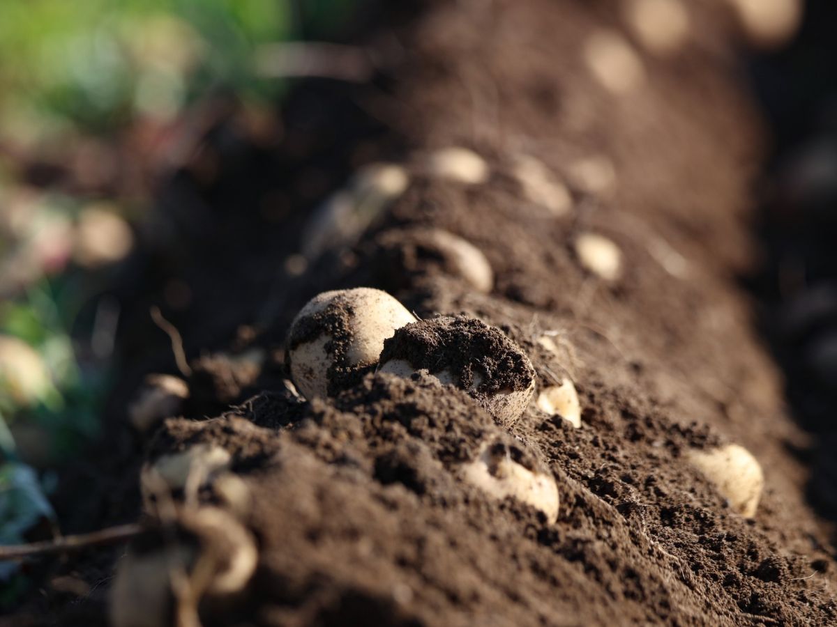 Afera w Dąbrowicy: Zabrali 150 ton ziemniaków z pola! „To nie samozbiory, to KRADZIEŻ!”