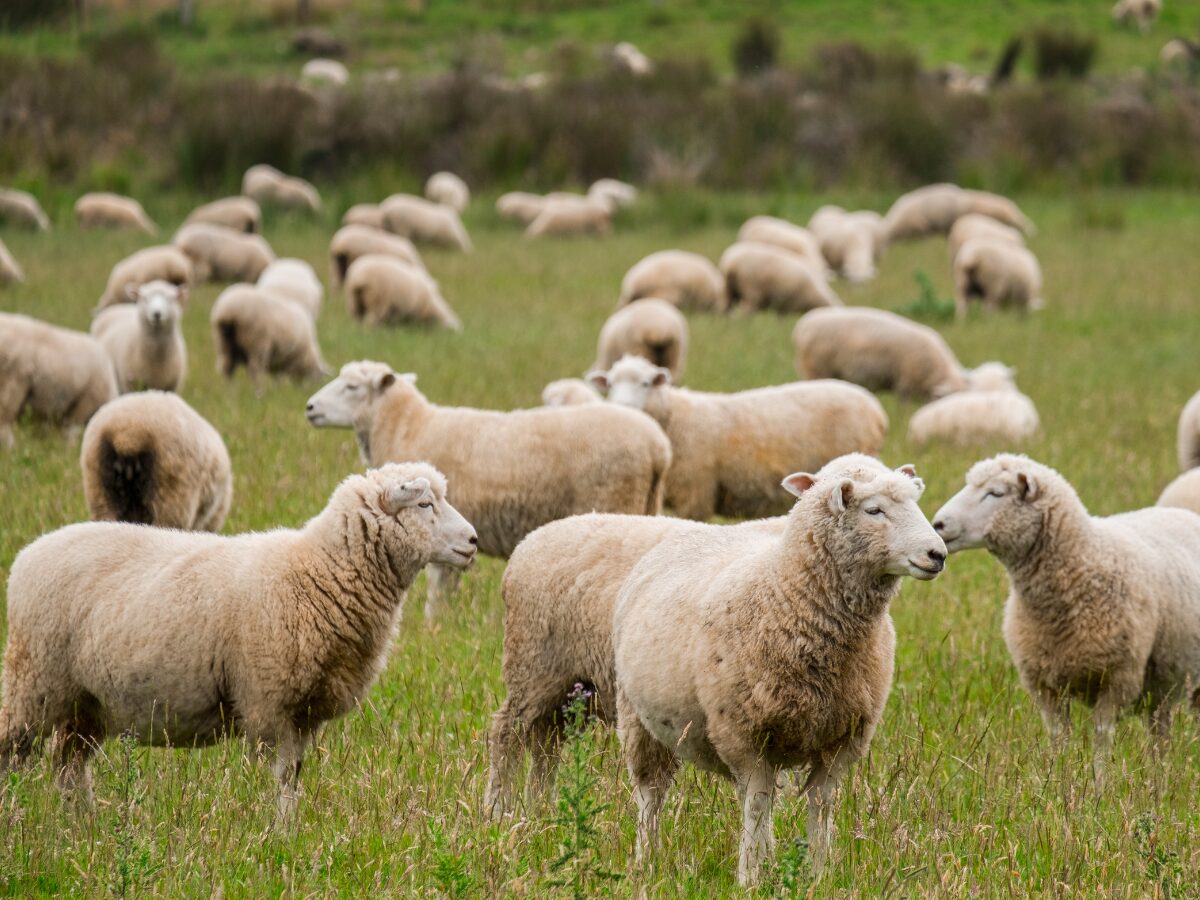 To ostatni dzwonek na potwierdzenie wypasu w ekoschematach! Termin mija dziś