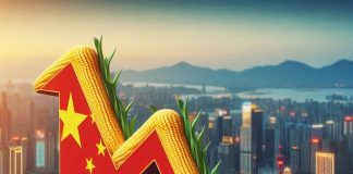 Chiny ograniczyły import kukurydzy