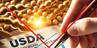 Zbiory soi i kukurydzy w USA