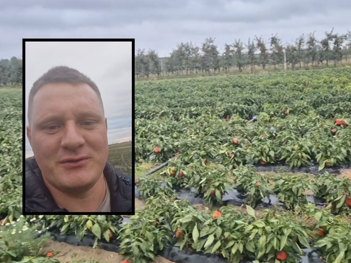 Rolnik uratowany przez samozbiory! Papryka nie zmarnowała się dzięki rodakom!