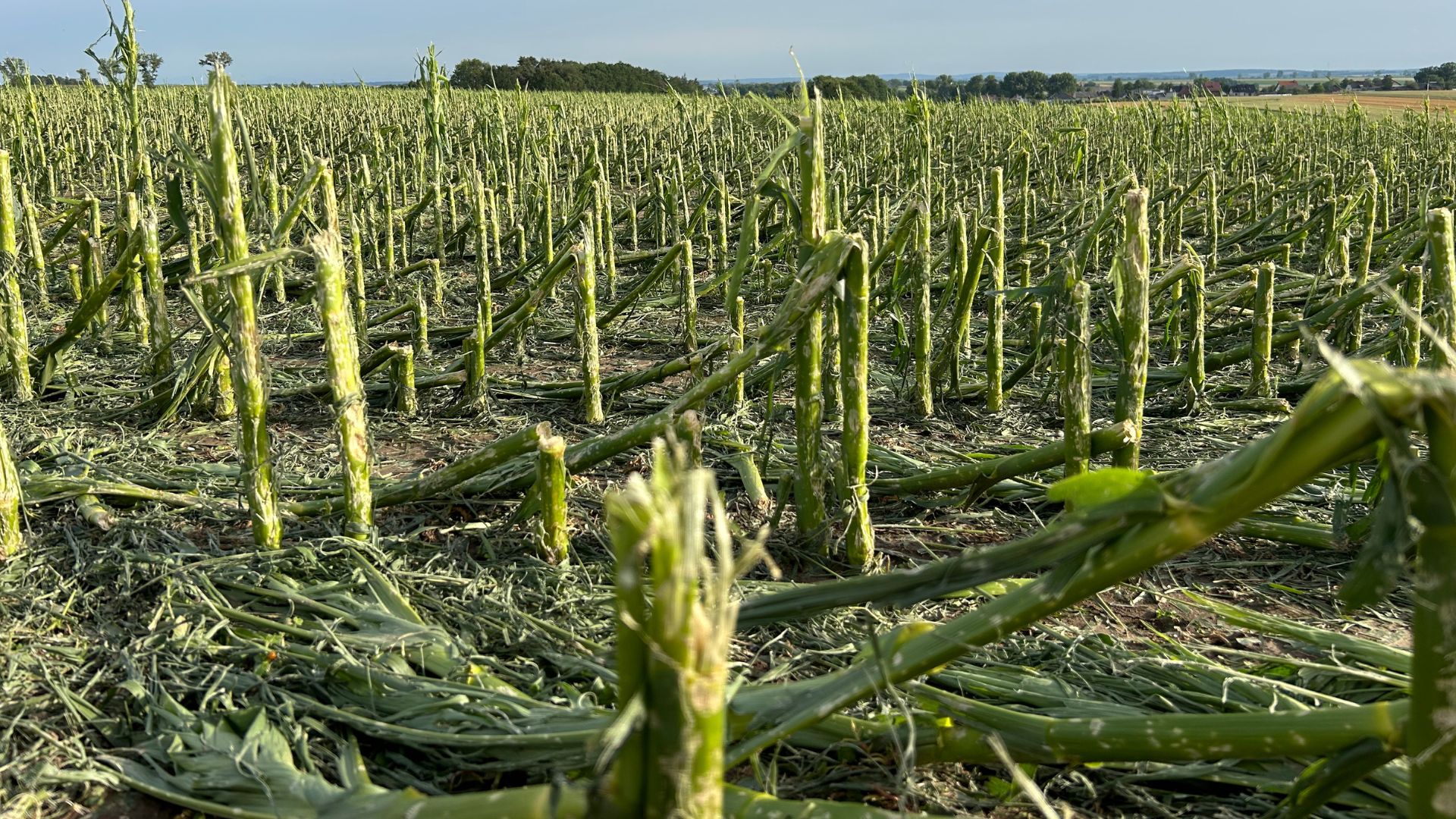 Łączenie szkód 2025: Resort rolnictwa wyłożył karty. Sprawdź, czy dostaniesz pomoc!