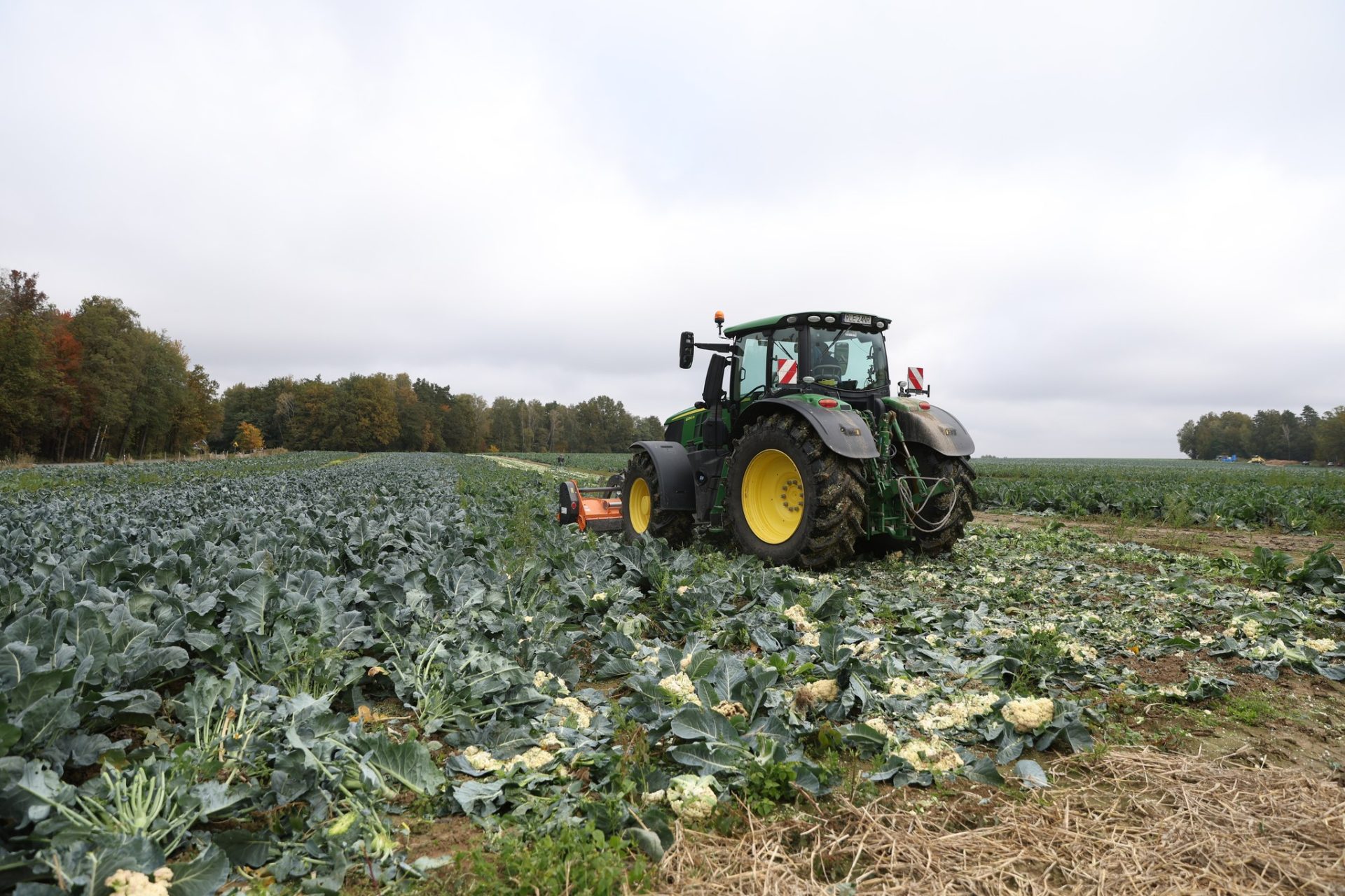W desperacji rozjechał traktorem 25 tys. kalafiorów, których nie miał kto odebrać z pola!