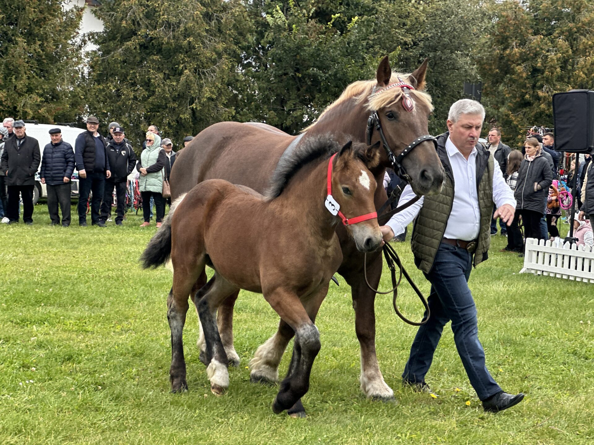 Premiowanie źrebiąt ras zimnokrwistych pod matkami w Andrzejewie