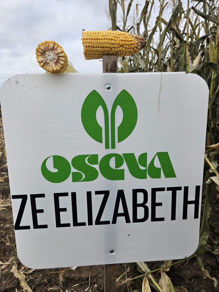 Odmiany kukurydzy na sezon 2025/2026. Co proponują hodowle i firmy nasienne?