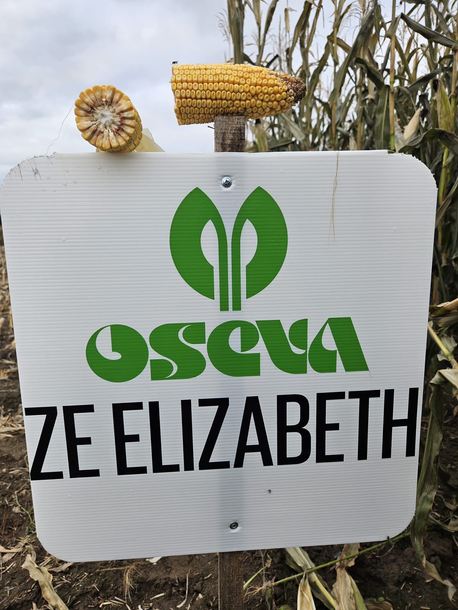 Odmiany kukurydzy na sezon 2025/2026. Co proponują hodowle i firmy nasienne?