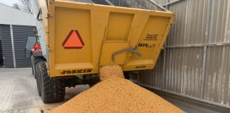 Kalkulacja uprawy kukurydzy. W 2025 roku ciężko o opłacalność