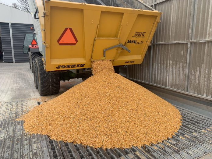 Cena za ziarno kukurydzy może znacząco spadać w trakcie zbiorów. fot. B.Ryńska