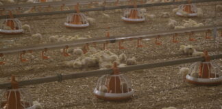 Choroby drobiu: bioasekuracja i szczepienia