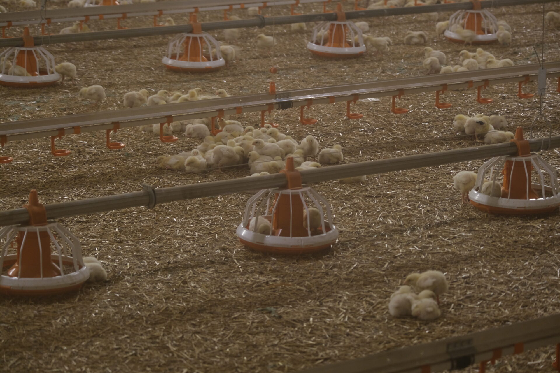 Choroby drobiu: bioasekuracja i szczepienia