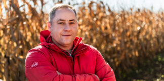 Odmiany kukurydzy na sezon 2025/2026. Co proponują dystrybucje? odmiany kukurydzy