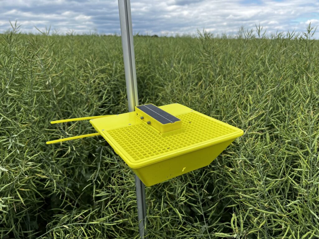 Wyzwania i technologie w uprawie rzepaku. Bayer z nowościami na sezon 2025. 3 Bayer