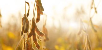 Interesuje Cię uprawa soi? SPRAWDŹ, co radzi doświadczony rolnik