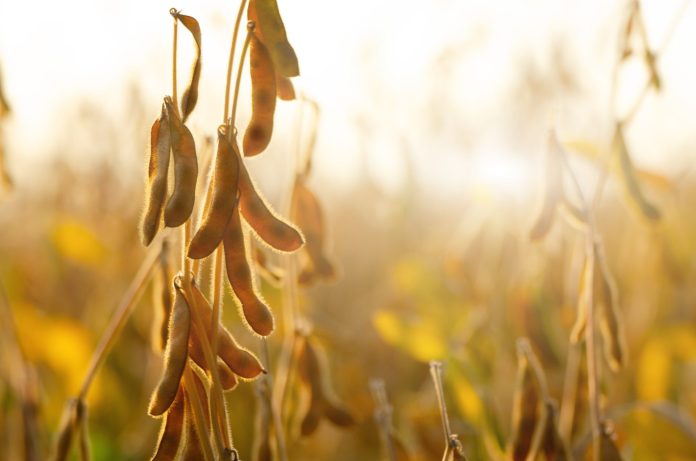 Interesuje Cię uprawa soi? SPRAWDŹ, co radzi doświadczony rolnik Interesuje Cię uprawa soi? SPRAWDŹ, co radzi doświadczony rolnik