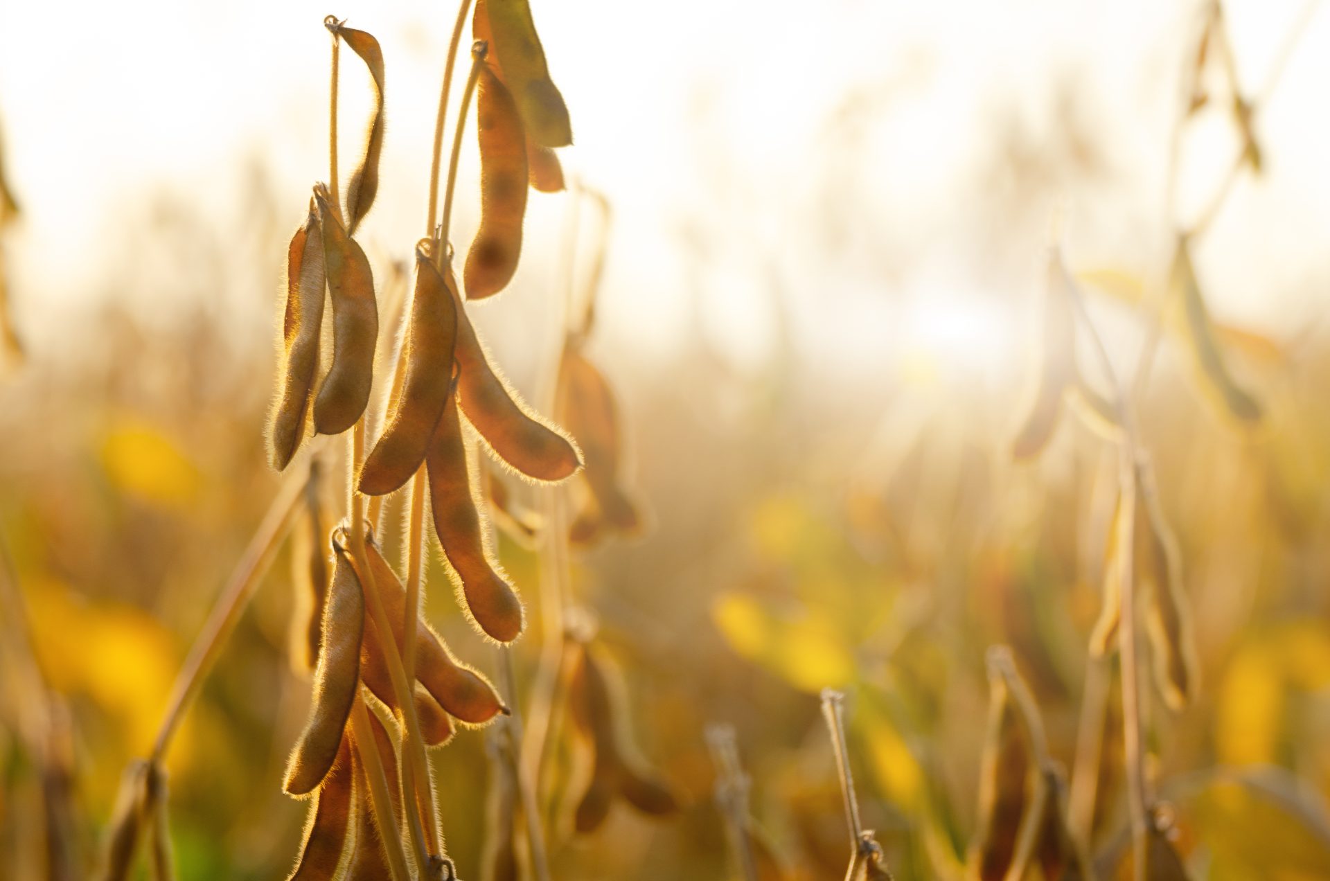 Interesuje Cię uprawa soi? SPRAWDŹ, co radzi doświadczony rolnik
