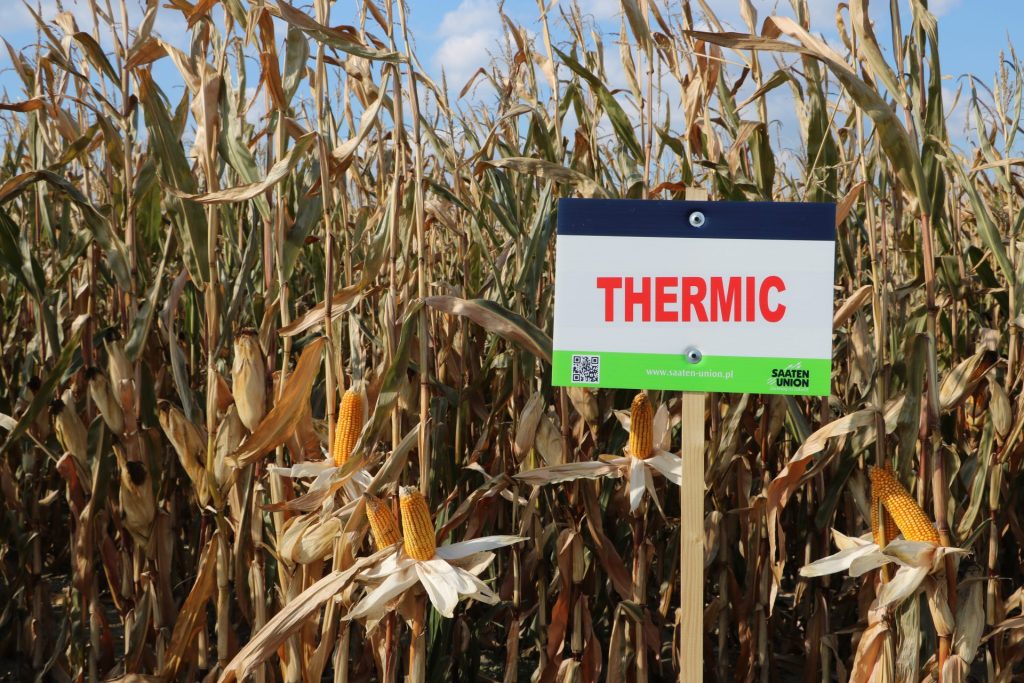 Odmiany kukurydzy Saaten-Union. Co zaprezentowano w Bratoszewicach? 1