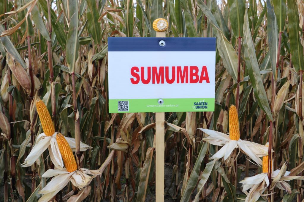 Odmiany kukurydzy Saaten-Union. Co zaprezentowano w Bratoszewicach? 2