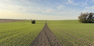 Pozostałości i następstwo herbicydów. Realne zagrożenie dla upraw