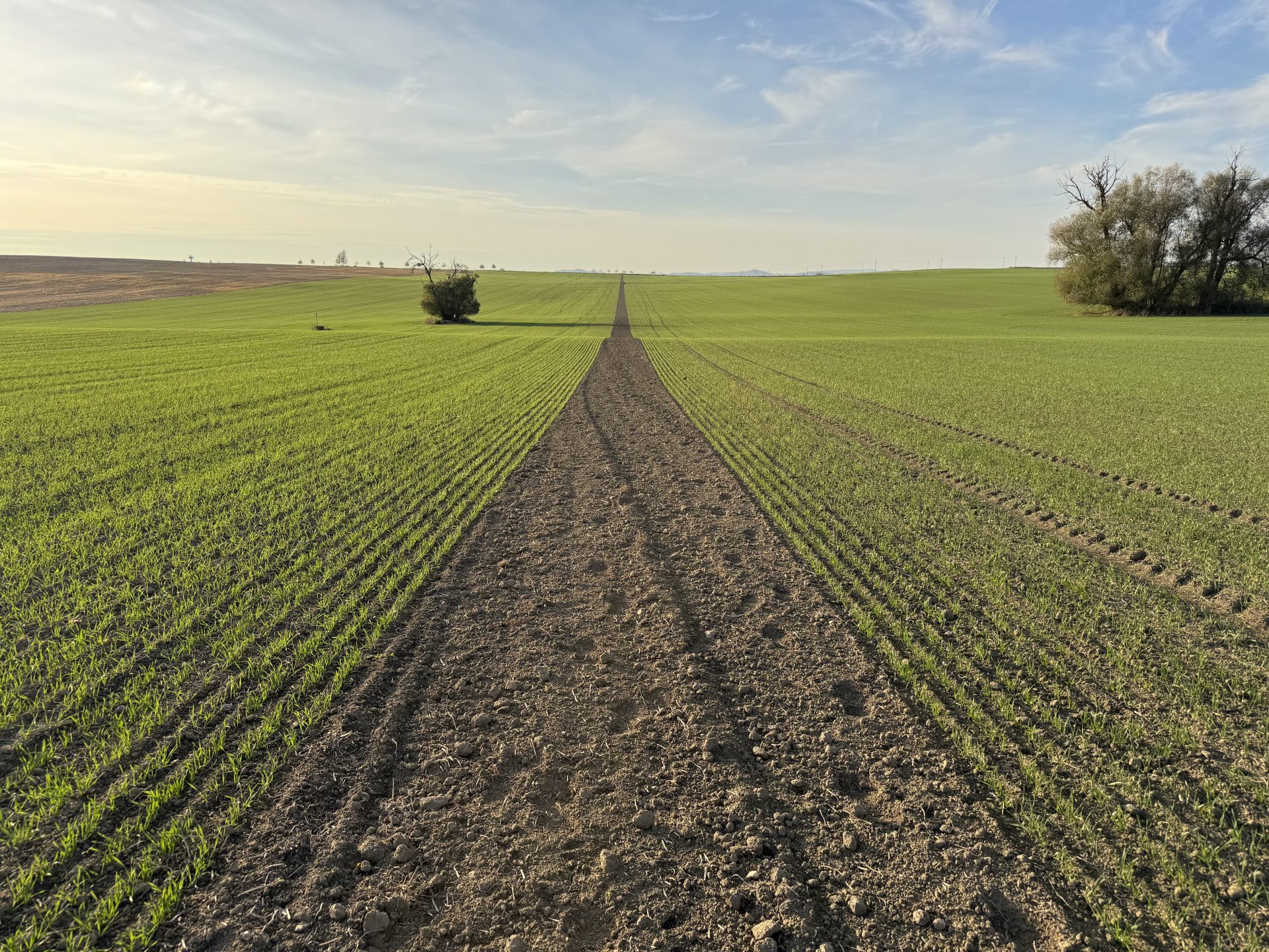 Pozostałości i następstwo herbicydów. Realne zagrożenie dla upraw