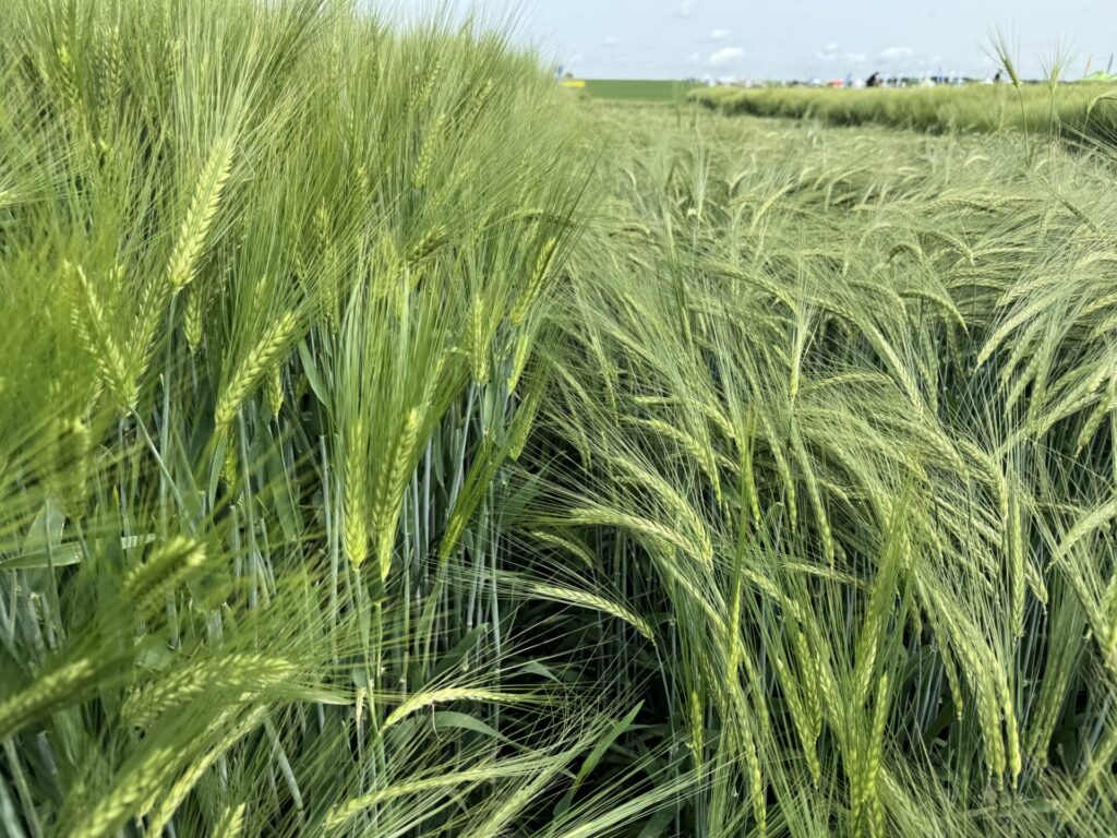 integrowana produkcja jęczmienia
