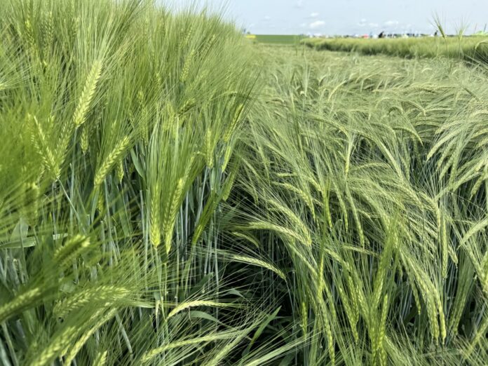 Kłosy jęczmienia w formie ozimej mogą być wielo- i dwurzędowe. fot. M.Piśny