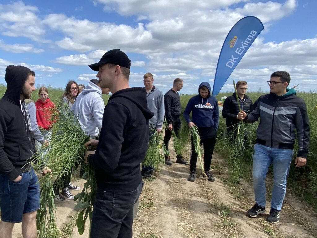 Plony sięgające 6 t/ha! Jak odmiany rzepaku Bayer sprawdzają się w praktyce? 2 odmiany rzepaku bayer