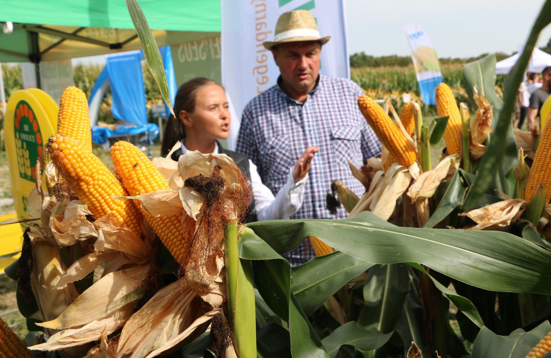 Odmiany kukurydzy HR Smolice. Co nowego na sezon 2026?