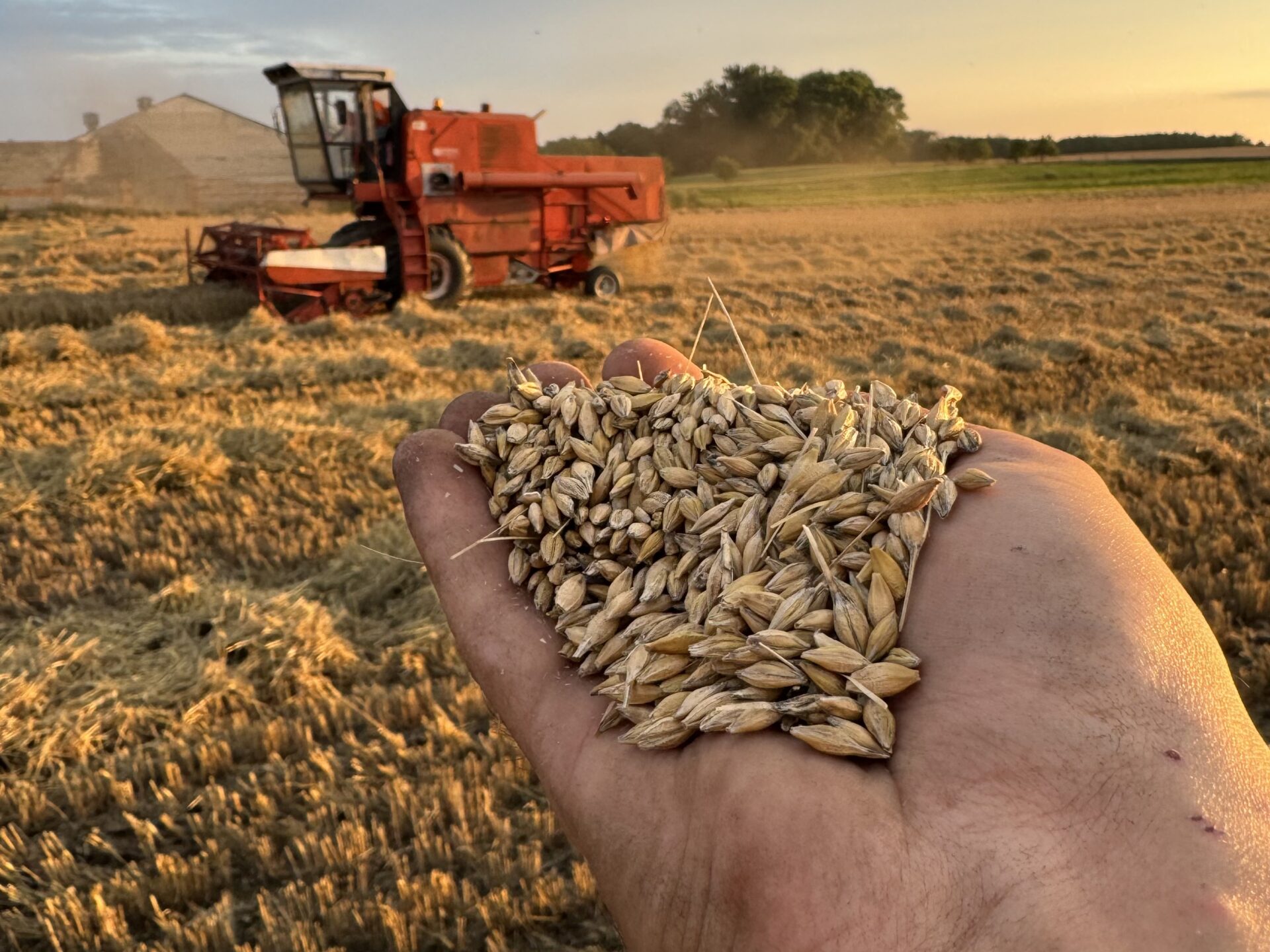 Integrowana Produkcja jęczmienia. 16 kluczowych wymogów
