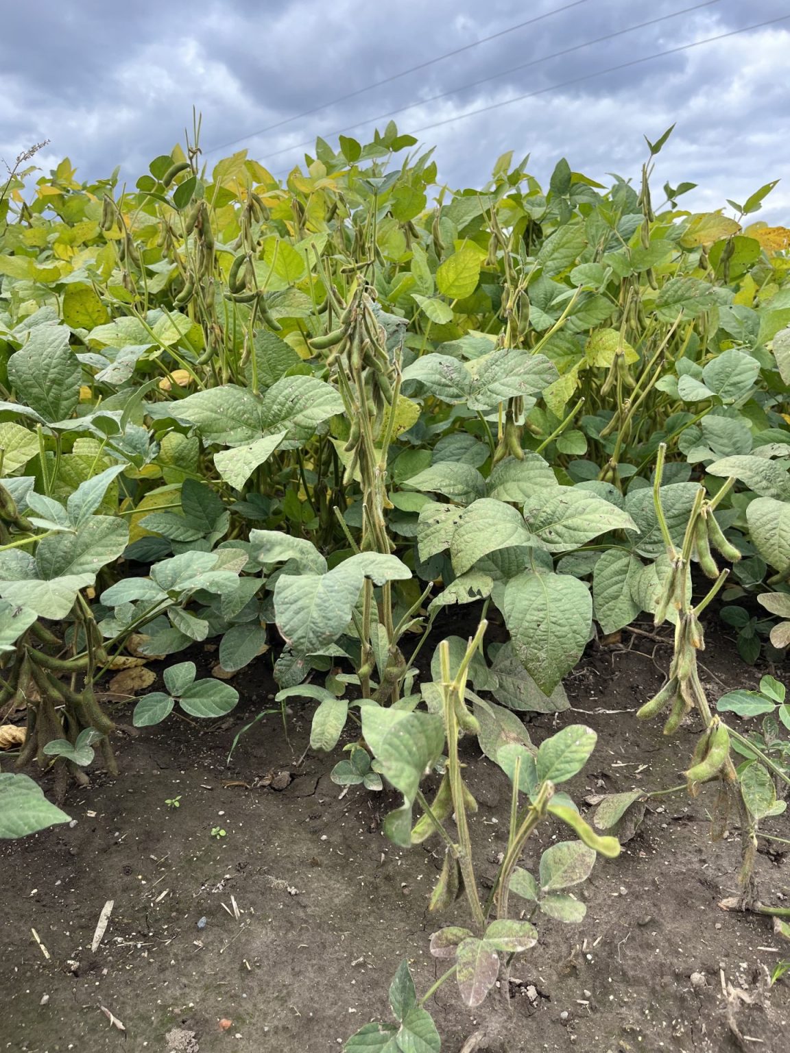 Integrowana Produkcja soi. 10 najważniejszych zagadnień