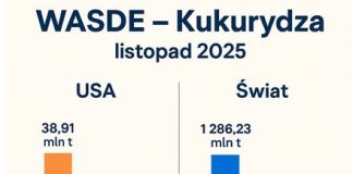 Produkcja i zapasy kukurydzy