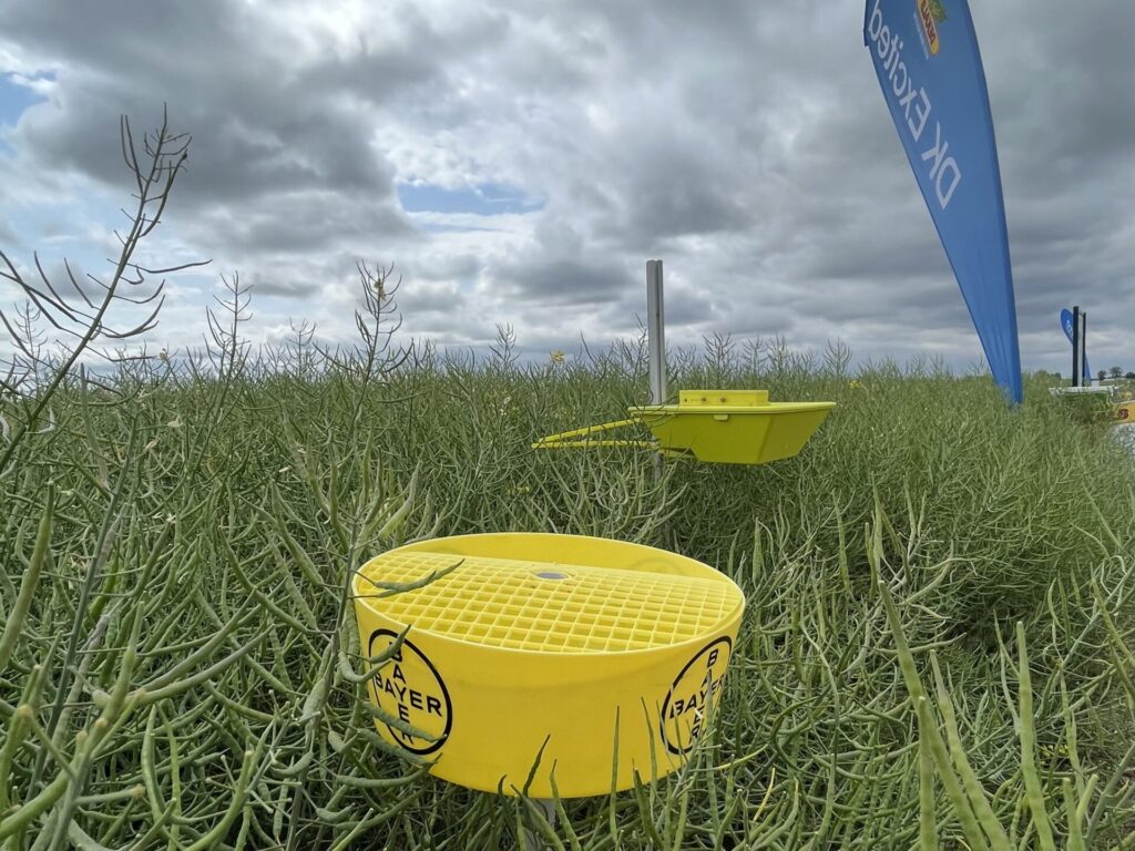 Plony sięgające 6 t/ha! Jak odmiany rzepaku Bayer sprawdzają się w praktyce? 3 odmiany rzepaku bayer