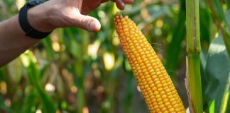 Przegląd topowych nowości kukurydzianych o różnym FAO