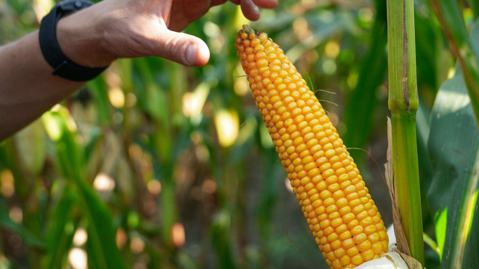 Przegląd topowych nowości kukurydzianych o różnym FAO