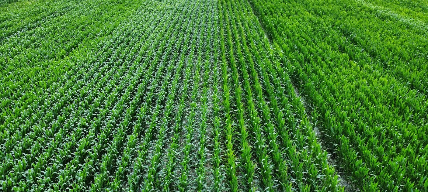 Odmiany kukurydzy. Jak wybrać wśród setek kreacji? [PRZEWODNIK]