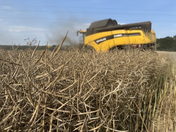 Stosunkowo wysokie plonu rzepaku oraz korzystna cena sprawiają, że rzepak może być jedną z opłacalniejszych upraw w tym roku. fot. M.Piśny
