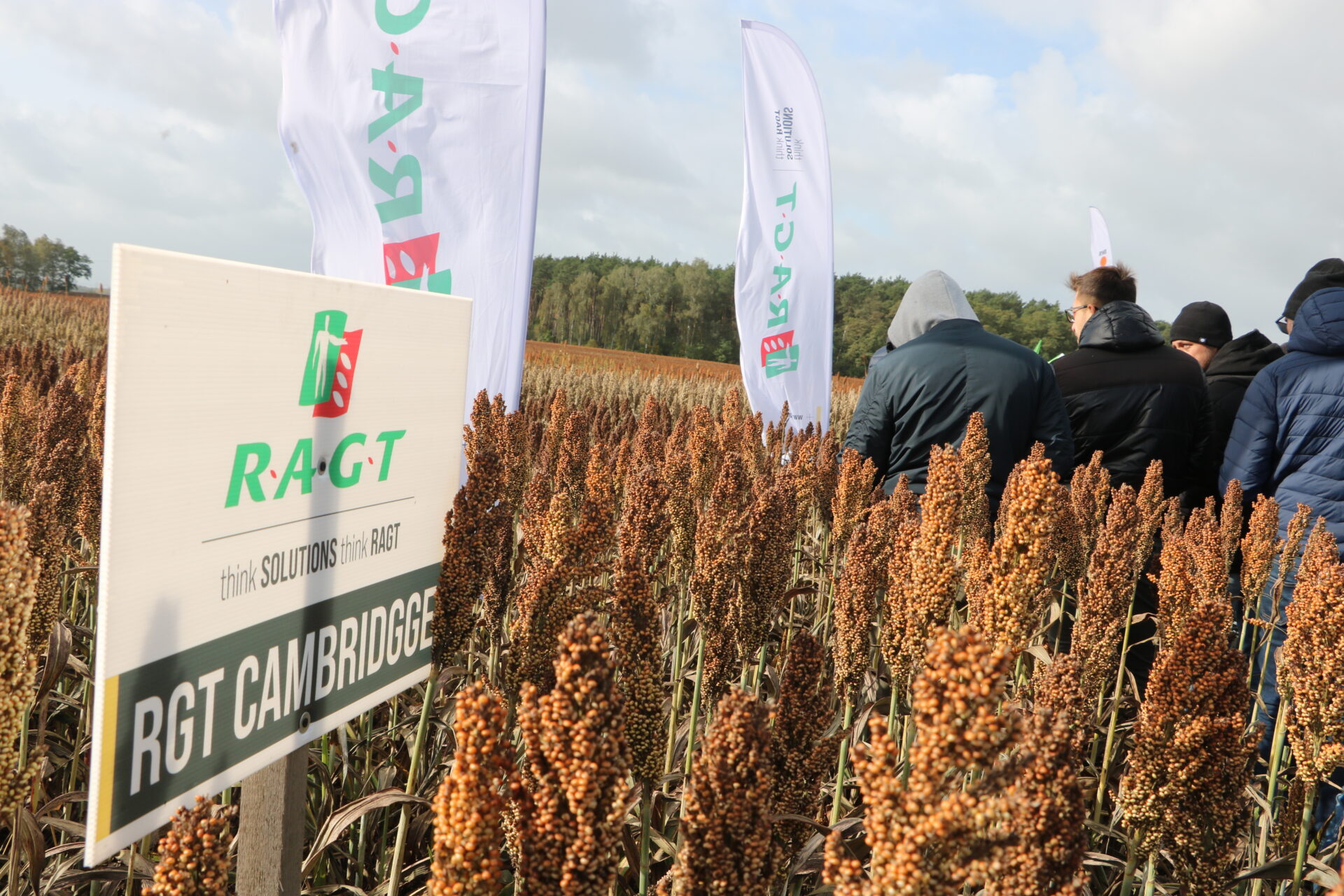 Sorgowe żniwa. Jak plonowały odmiany sorgo RAGT?