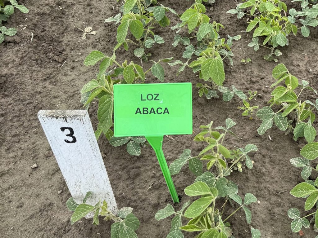 Integrowana Produkcja soi. 10 najważniejszych zagadnień