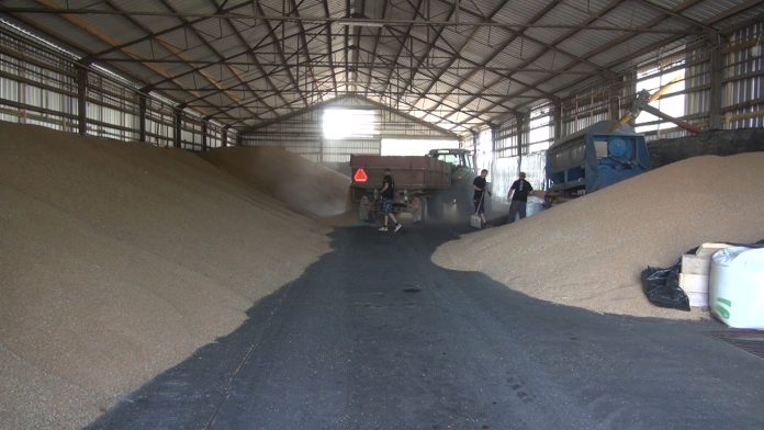 Zboże w magazynach.no logo.Movie_Migawka