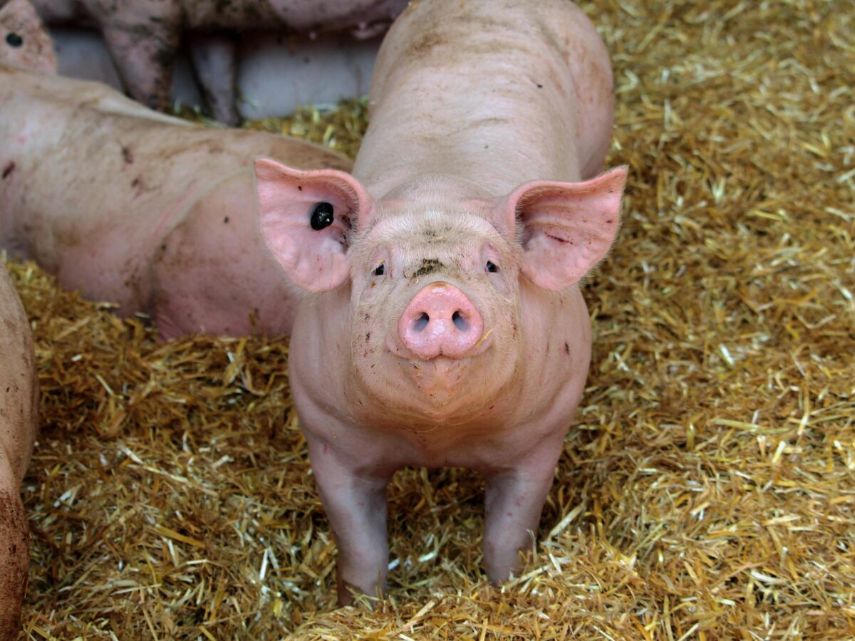 Istny dramat! Rynek żywca wieprzowego osiąga dno