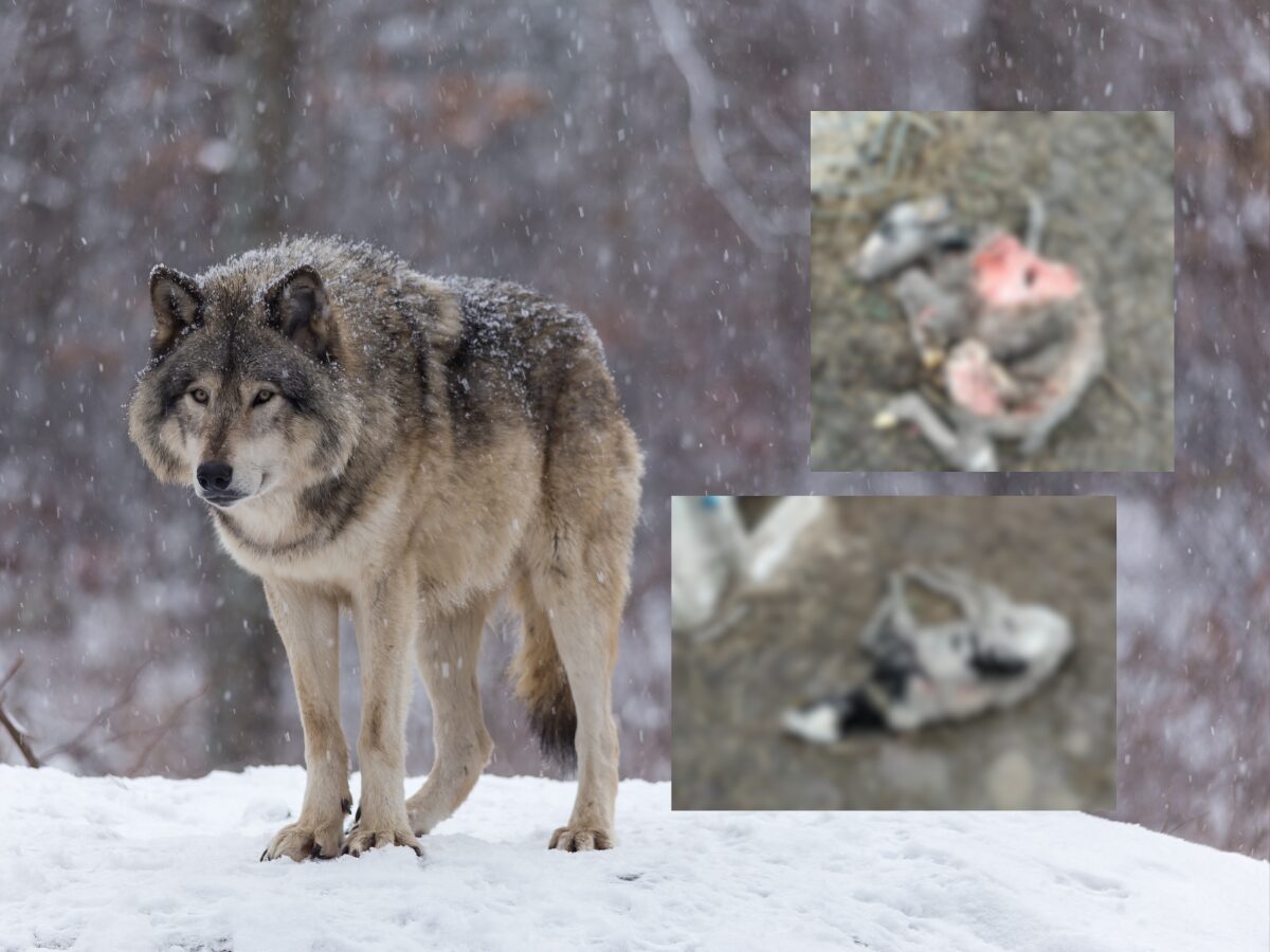 Bestialski atak wilków na cielęta – nikt nie czuje się bezpieczny!
