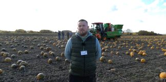 Jedyny taki samojezdny kombajn do zbioru dyni na pestkę Kernsteier [50 ha rocznie]