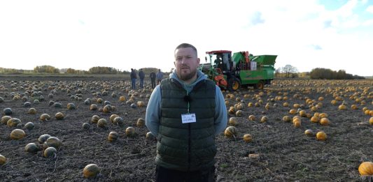 Jedyny taki samojezdny kombajn do zbioru dyni na pestkę Kernsteier [50 ha rocznie]