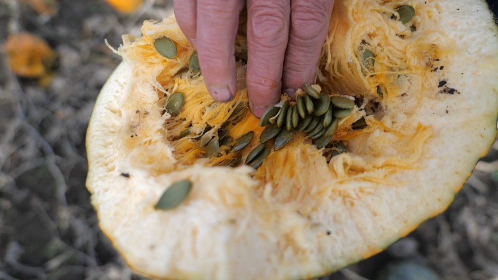 Jedyny taki samojezdny kombajn do zbioru dyni na pestkę Kernsteier [50 ha rocznie]