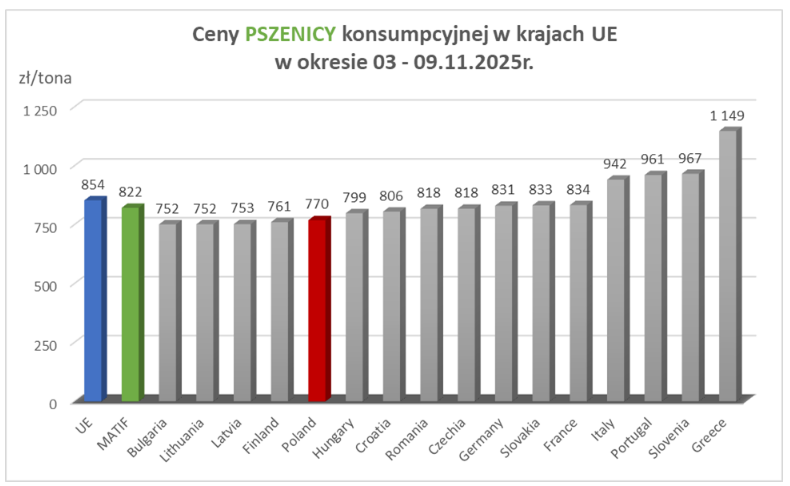 Ceny zbóż w kraju: pszenica z największą rozbieżnością, kukurydza najtańsza w UE – raport MRiRW (09.11.2025)