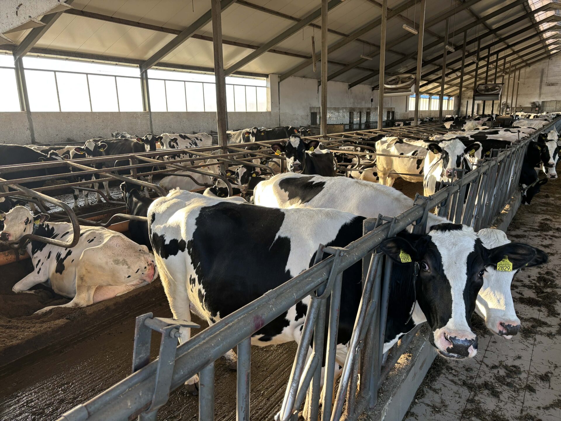 Cena mleka pod presją: Komisja Europejska odrzuca wnioski o regulację podaży