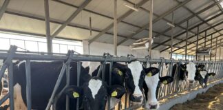 Ceny mleka w dół pod koniec 2025. Co dalej ze skupem i opłacalnością produkcji? Analiza Jarosława Malczewskiego