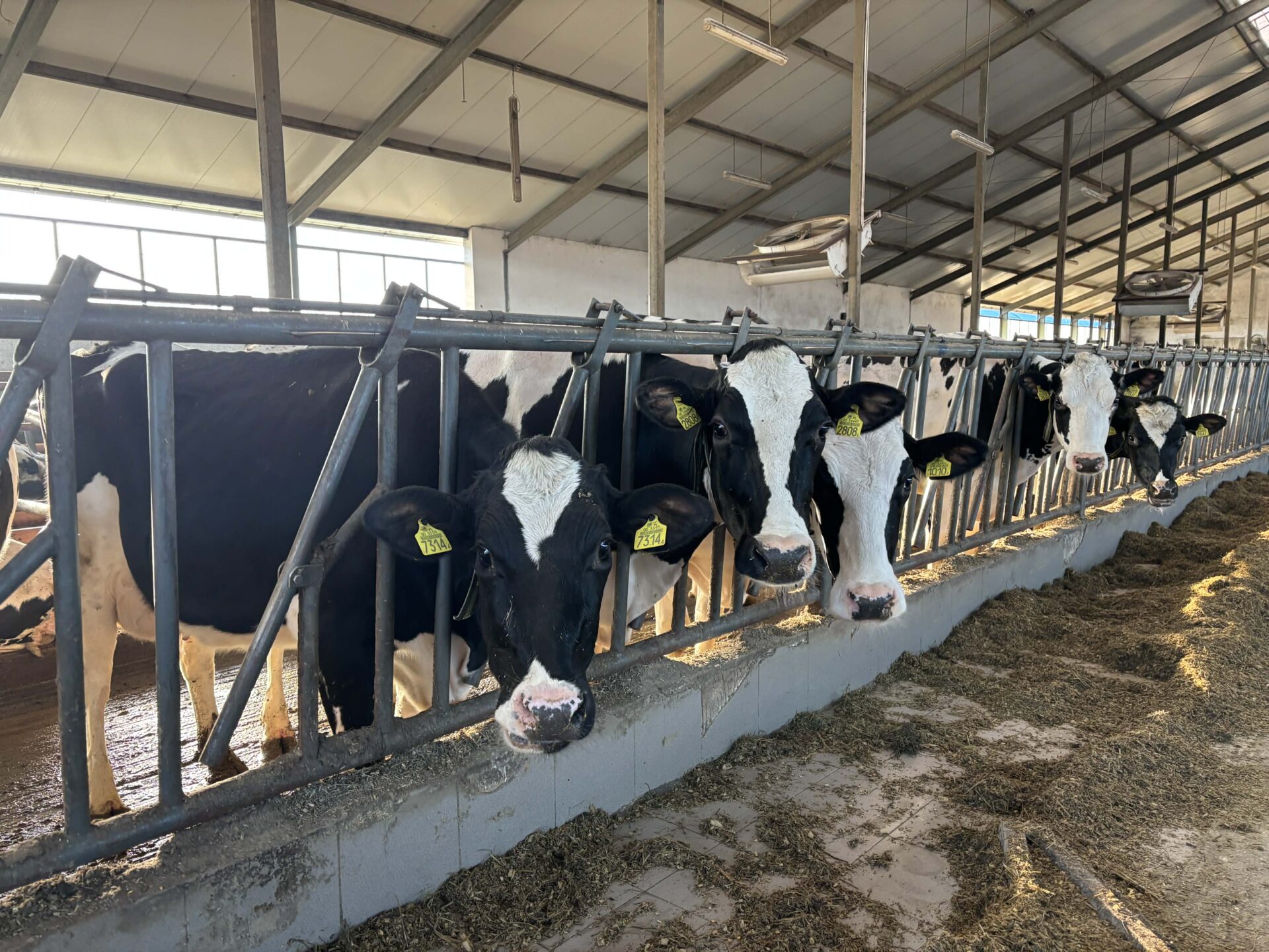 Ceny mleka w dół pod koniec 2025. Co dalej ze skupem i opłacalnością produkcji? Analiza Jarosława Malczewskiego