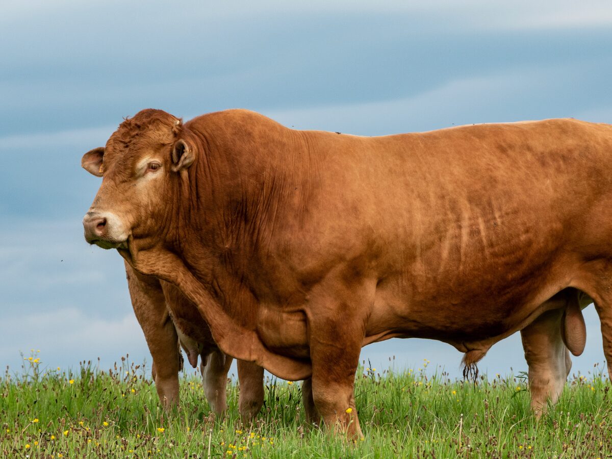 Co dalej z dopłatami do zakupu buhajów? Będzie kontynuacja?