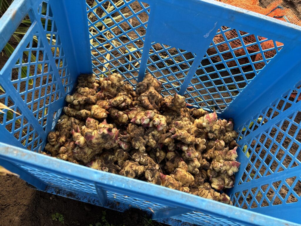 Uprawa imbiru w Polsce. Czy to możliwe?!